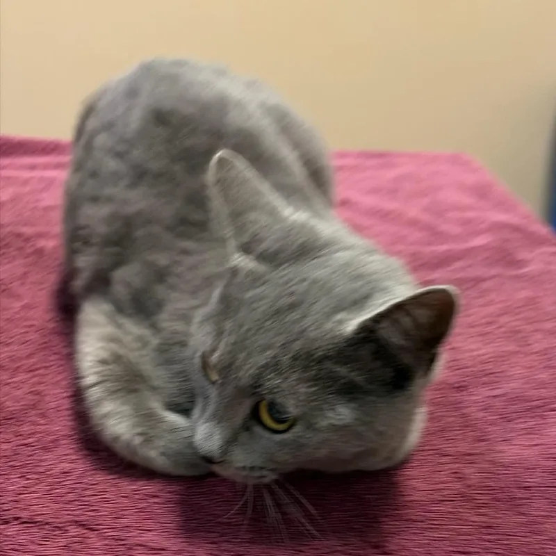 A young medium-sized female Gray / Blue / Silver Domestic Short Hair cat named Zelda for adoption in Tacoma, WA