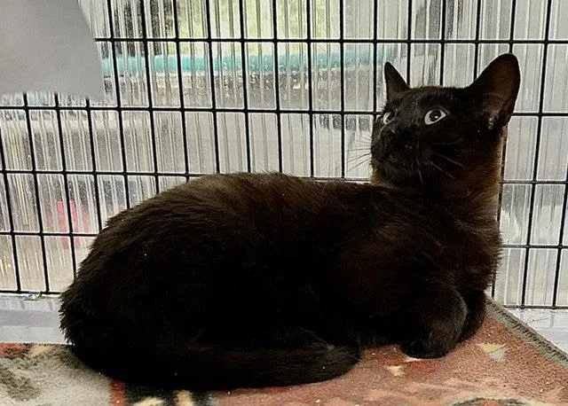 A young medium-sized male Domestic Short Hair cat named Utah for adoption in Winton, NC