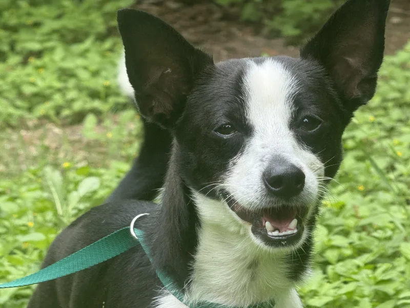 A young small-sized male Black Chihuahua dog named Hugo for adoption in Round Rock, TX