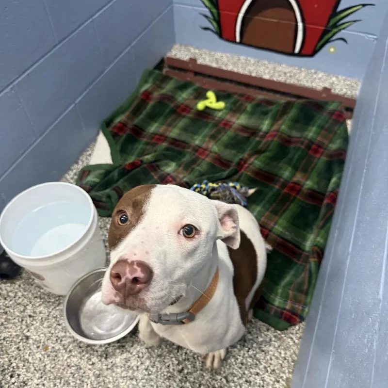 A young medium-sized female Brown / Chocolate American Staffordshire Terrier dog named Churro for adoption in Collinsville , OK