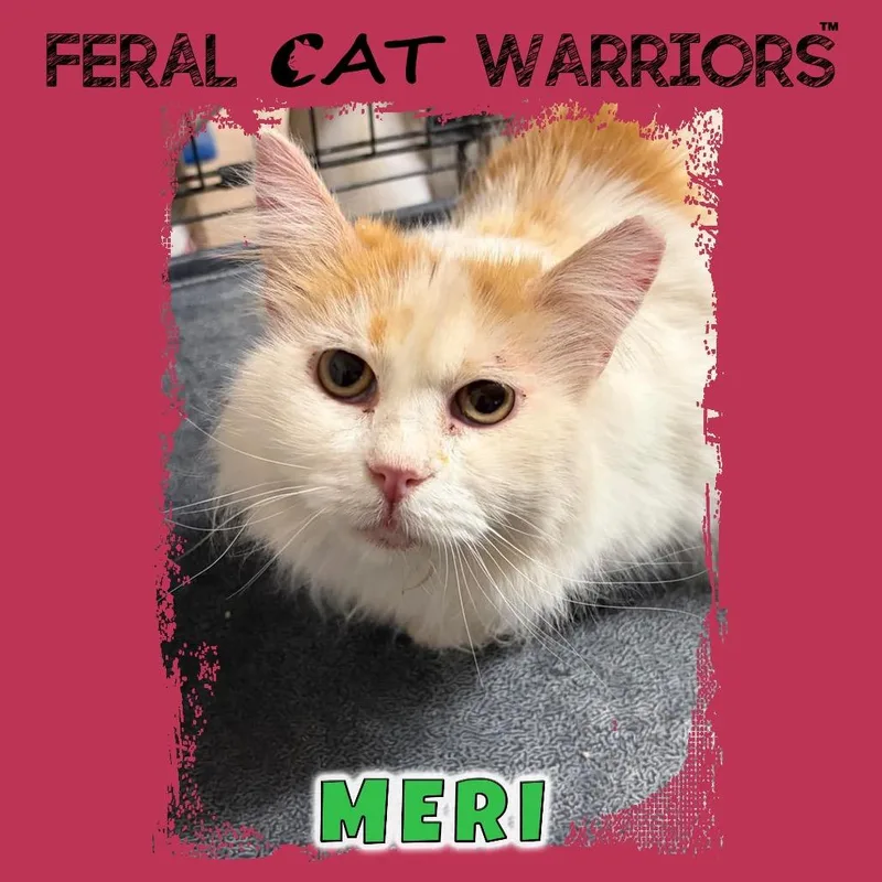 Meri
