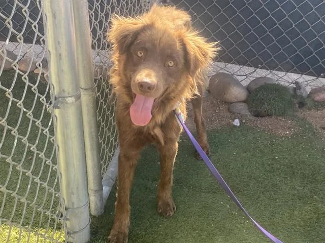 An adult large-sized male Australian Shepherd dog named Froggy for adoption in Phoenix, AZ