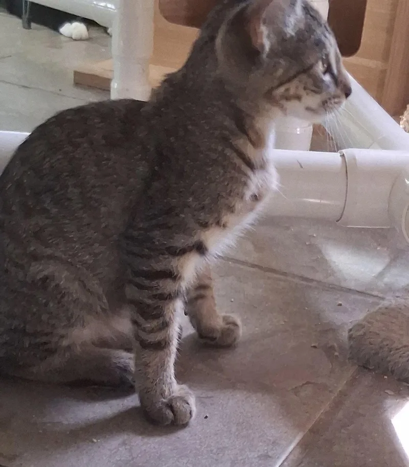 A baby medium-sized male Brown / Chocolate Domestic Short Hair cat named Mac for adoption in Oviedo, FL