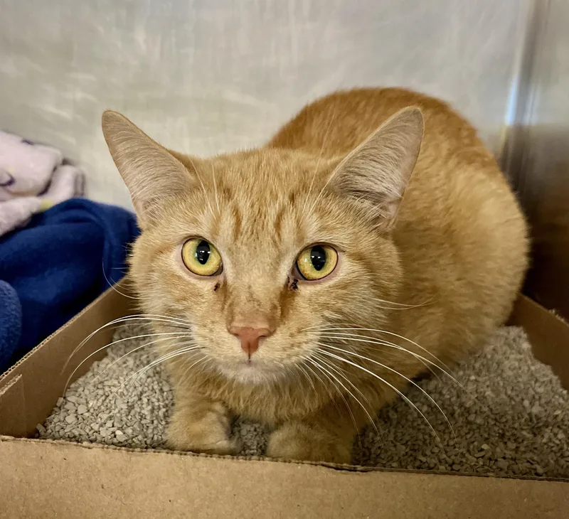 An adult medium-sized male Tabby (Orange / Red) Domestic Short Hair cat named Yellow Warbler for adoption in Seville, OH