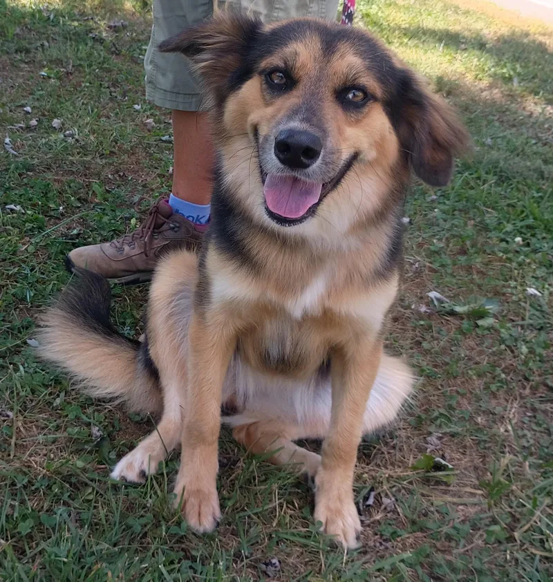 A young medium-sized female Collie dog named Lucy for adoption in Maynardville, TN