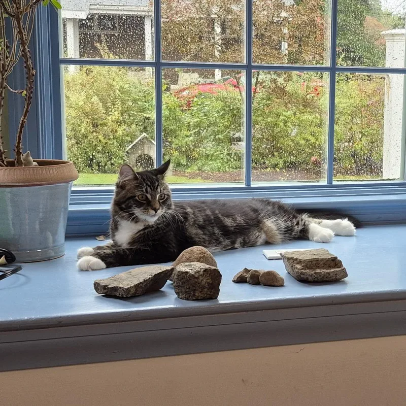 A young medium-sized female Brown / Chocolate Domestic Medium Hair cat named Tj for adoption in Wakefield, MA