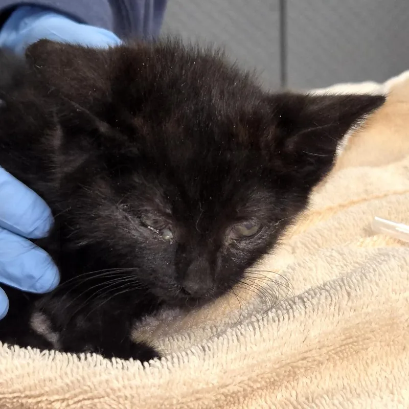 A baby small-sized male Black Domestic Short Hair cat named Bubba for adoption in Newark, NJ