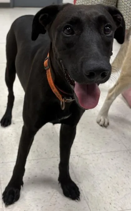 An adult medium-sized female Labrador Retriever dog named Peaches for adoption in Gulfport, MS