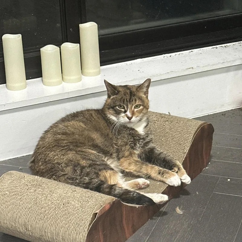 Patty Cake thumbnail 2