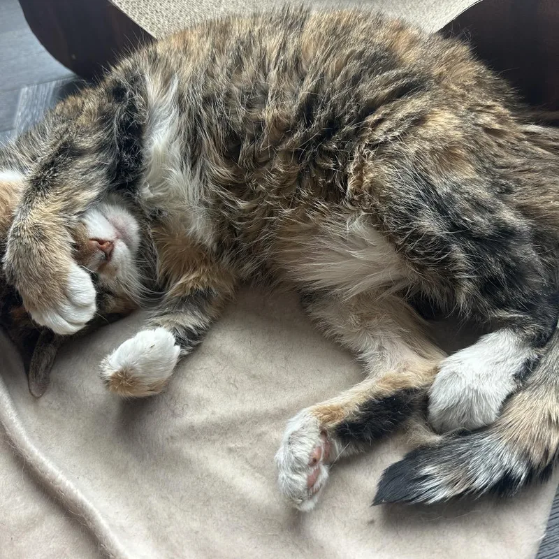 Patty Cake thumbnail 3