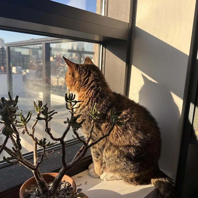 Patty Cake thumbnail 5