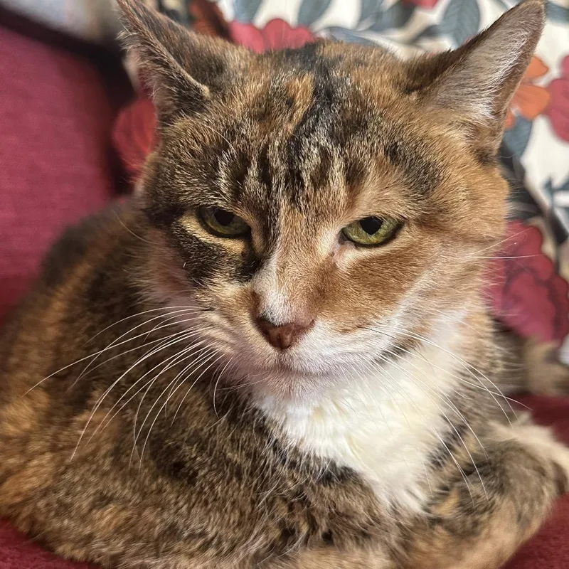 Patty Cake thumbnail 6