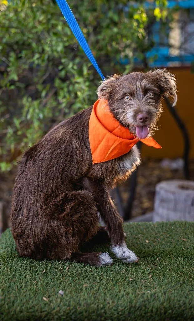 A young medium-sized female Cairn Terrier dog named Cinnamon for adoption in Anacortes, WA