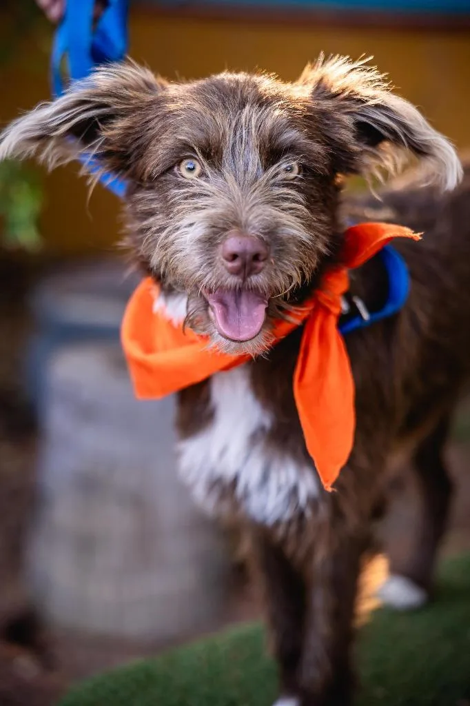 Cinnamon thumbnail 2