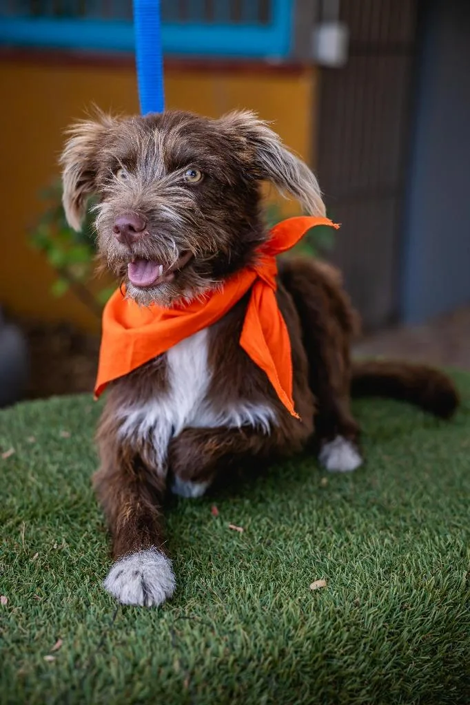 Cinnamon thumbnail 4