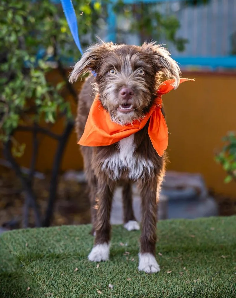 Cinnamon thumbnail 5