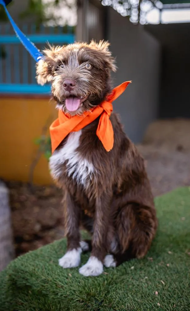 Cinnamon thumbnail 6