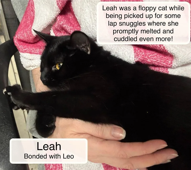 A young medium-sized female Black Domestic Short Hair cat named Leah bonded with Leo for adoption in Ellicott City, MD