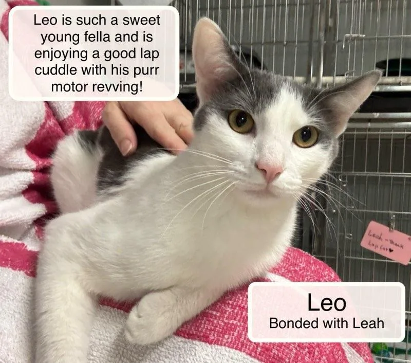 Leah bonded with Leo thumbnail 2