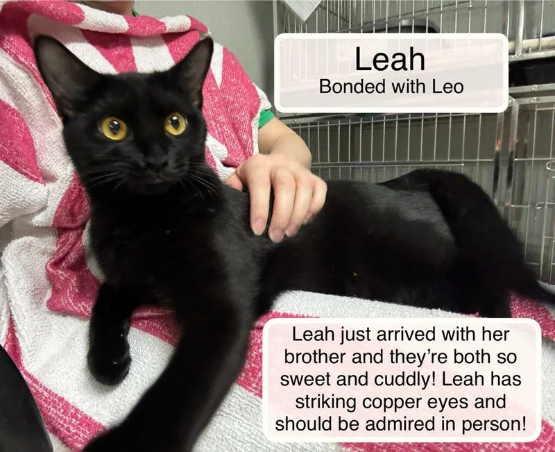 Leah bonded with Leo thumbnail 3