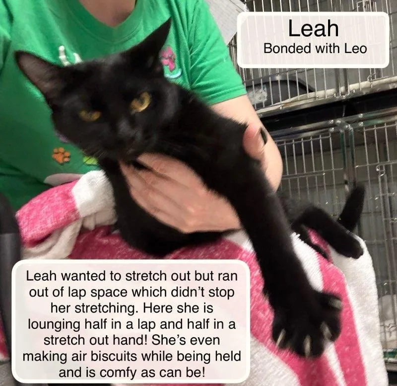 Leah bonded with Leo thumbnail 4