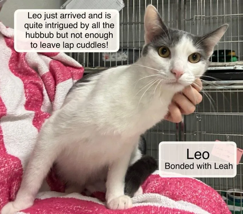 Leah bonded with Leo thumbnail 5
