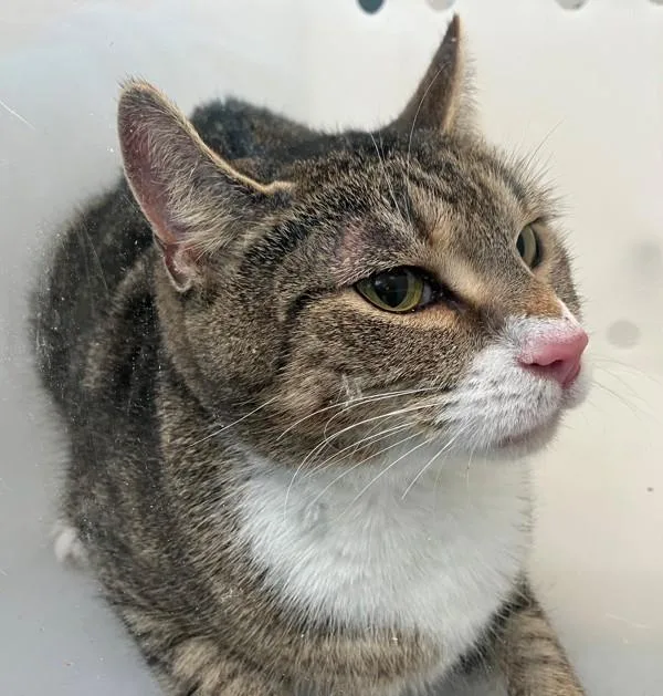 An adult medium-sized female Domestic Short Hair cat named Fogwhisker for adoption in Staten Island, NY