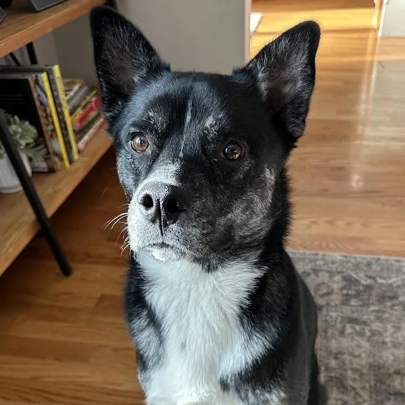 An adult medium-sized male Black Mixed Breed dog named Ralph for adoption in Albany, NY