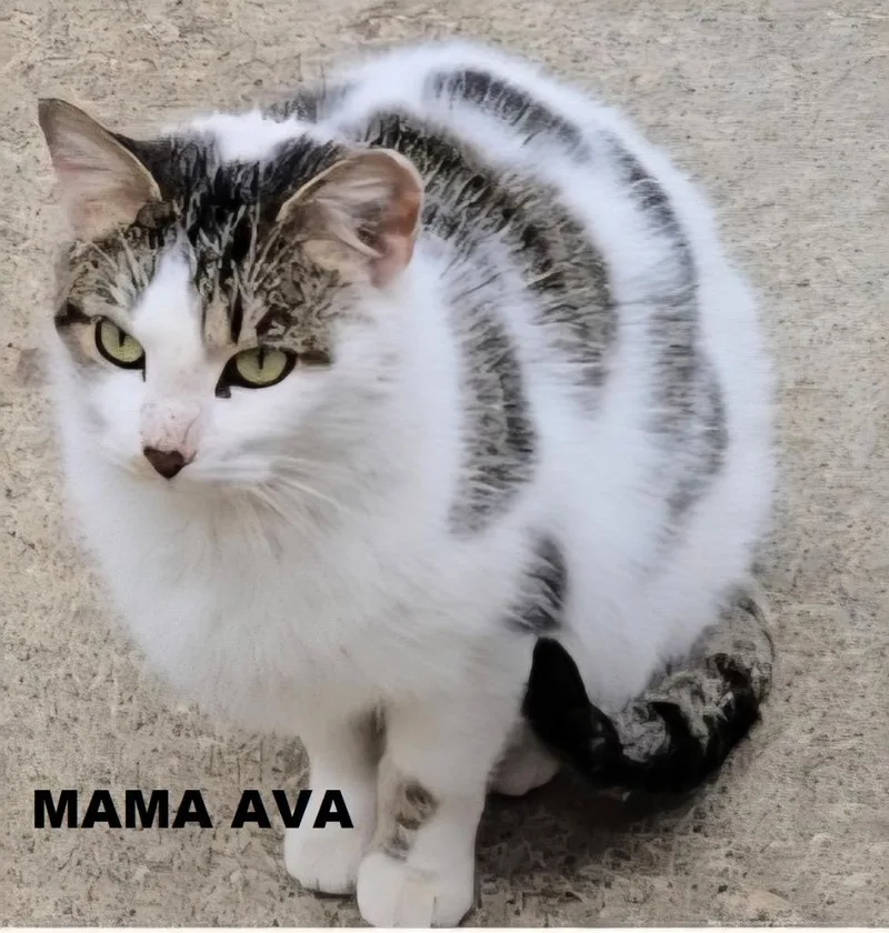 A young medium-sized female Domestic Short Hair cat named Mama Ava for adoption in Owatonna, MN