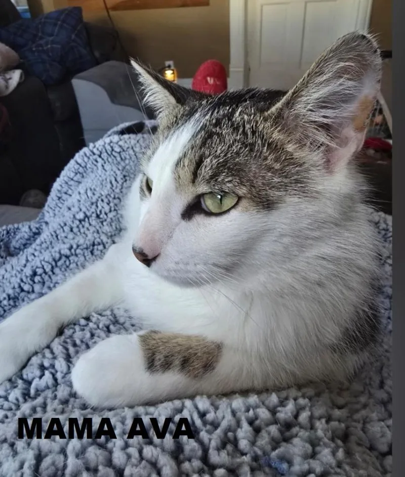 Mama Ava thumbnail 2