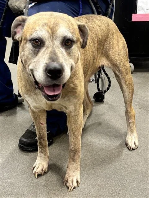 An adult extra large-sized female Mastiff dog named Bermuda for adoption in Upper Marlboro, MD