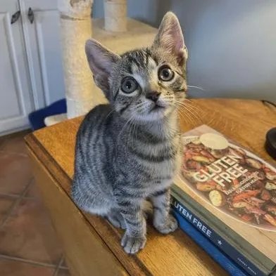 A baby medium-sized female Tabby (Brown / Chocolate) Domestic Short Hair cat named Pixel for adoption in Liverpool, TX
