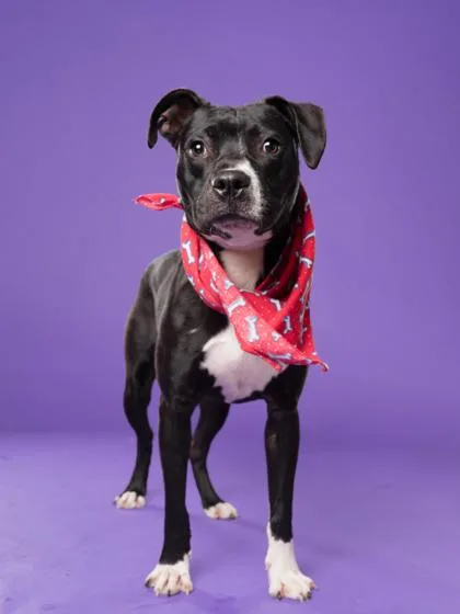 An adult medium-sized male Pit Bull Terrier dog named Bennimaru for adoption in Atlanta, GA