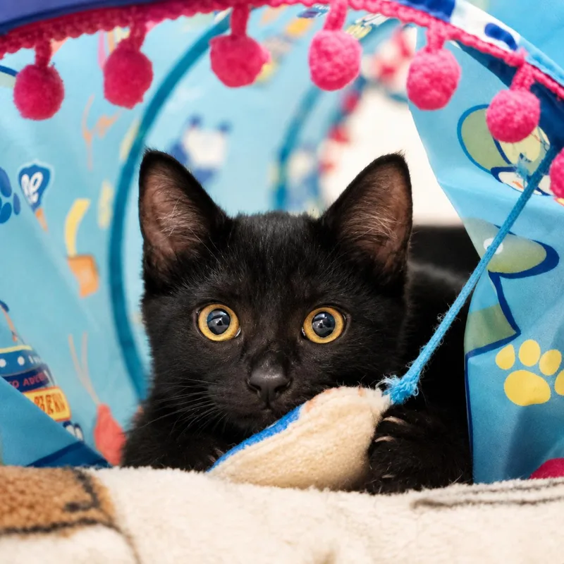 A baby medium-sized female Black Domestic Short Hair cat named Coco for adoption in Greensboro, NC