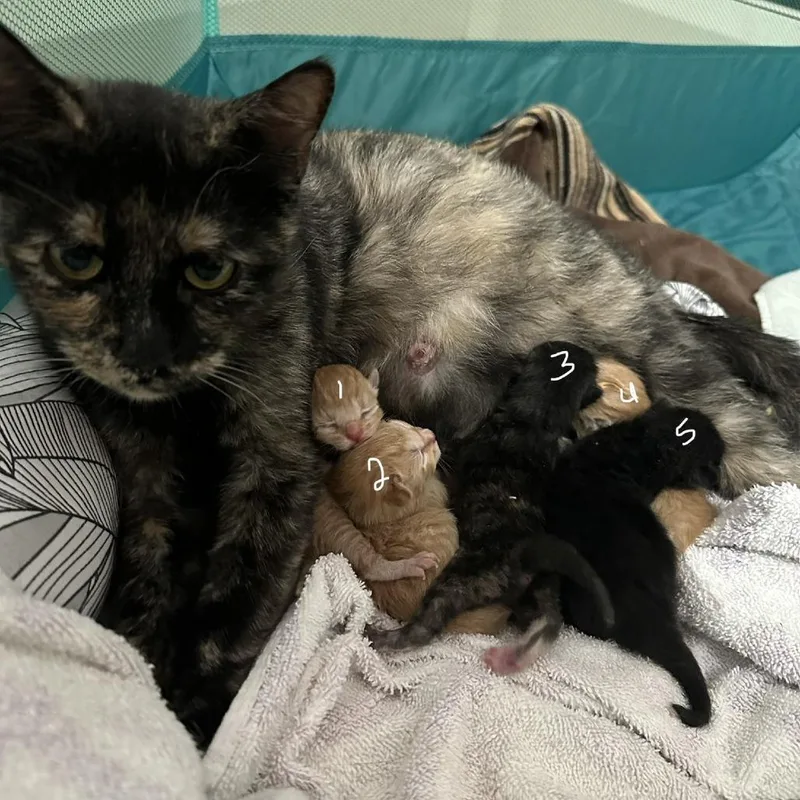 A baby small-sized female Black Domestic Short Hair cat named Little Oprah for adoption in Providence, RI