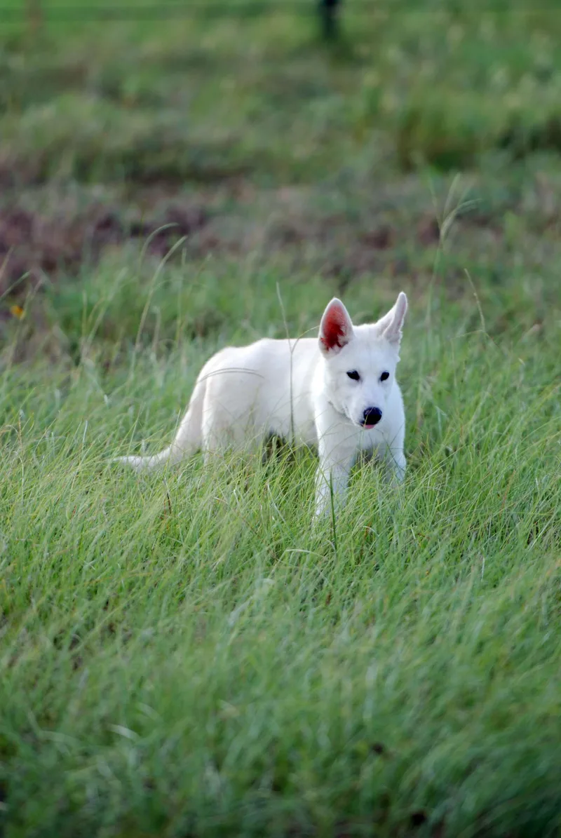 Yukon thumbnail 5