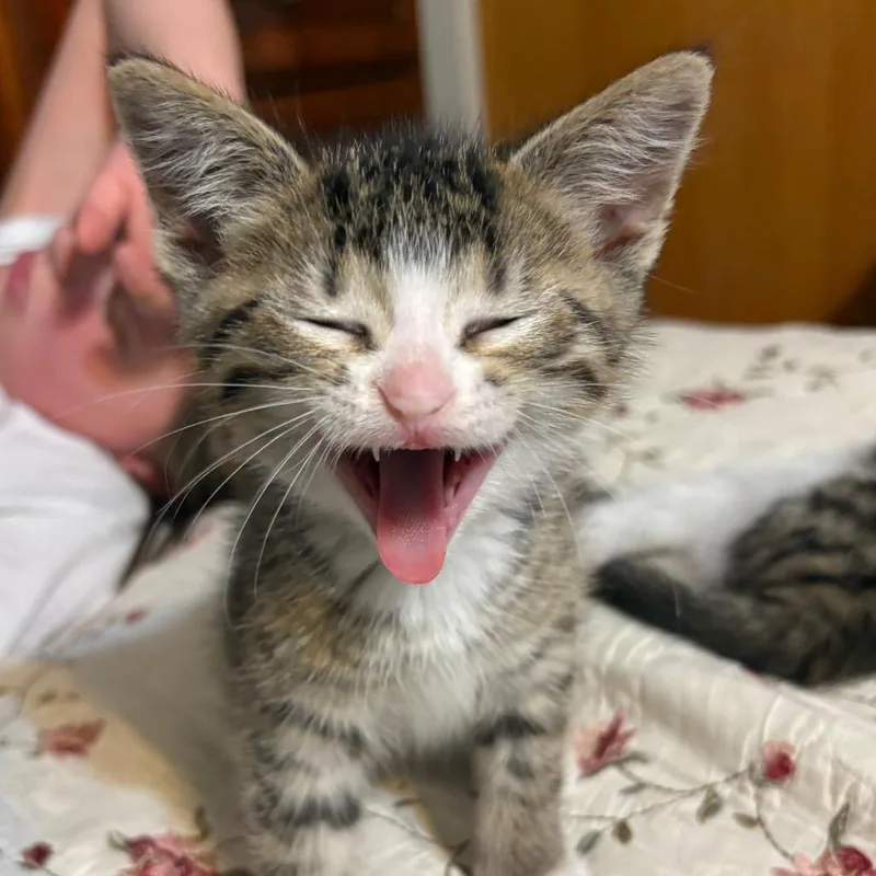 Gus Gus