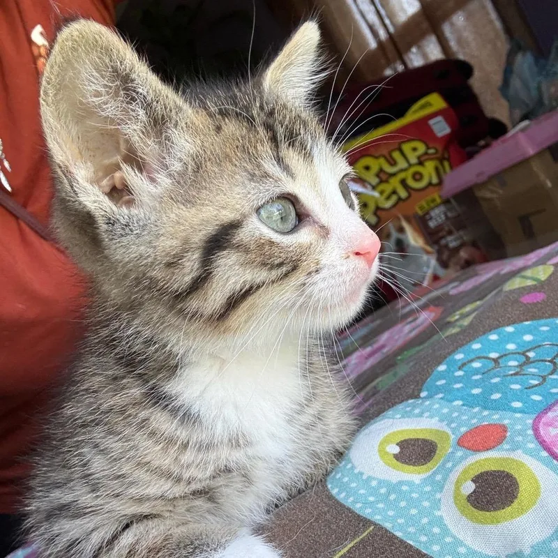 Gus Gus thumbnail 2