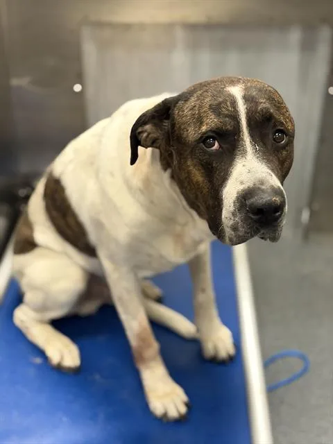 An adult large-sized male Mixed Breed dog named Rowdy for adoption in Dallas, TX