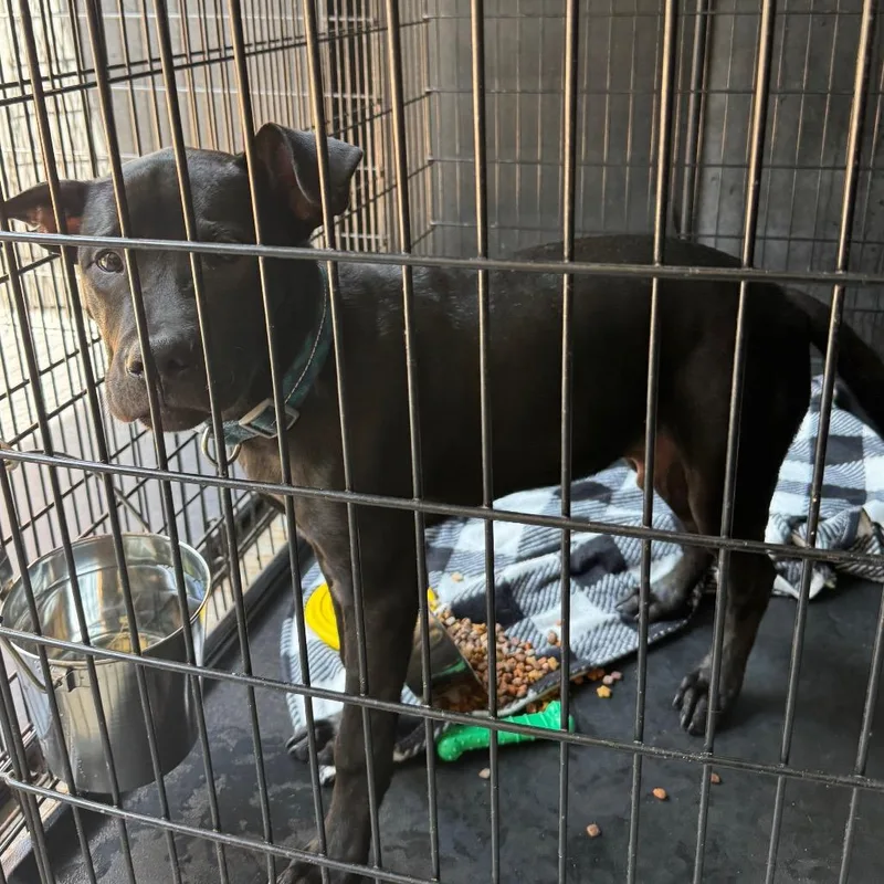 A young medium-sized male Black Mixed Breed dog named Tate for adoption in Columbus, GA