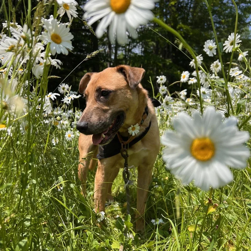An adult medium-sized male Yellow Labrador Retriever dog named Desperado for adoption in Portland, ME