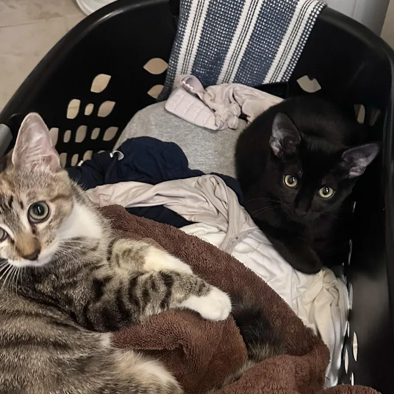 Midnight thumbnail 2