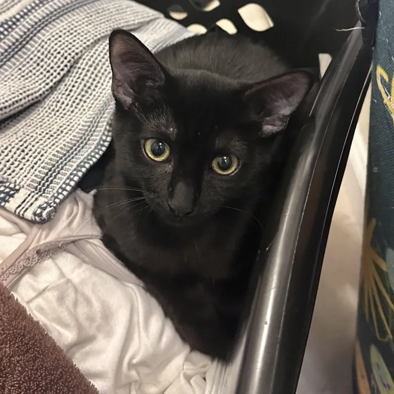 Midnight thumbnail 3