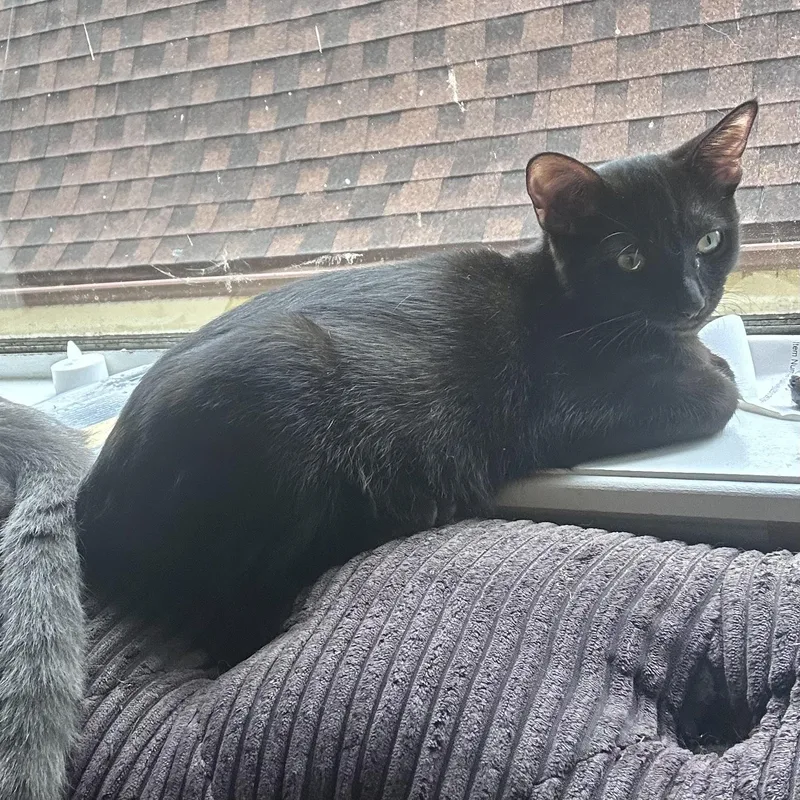 Midnight thumbnail 4