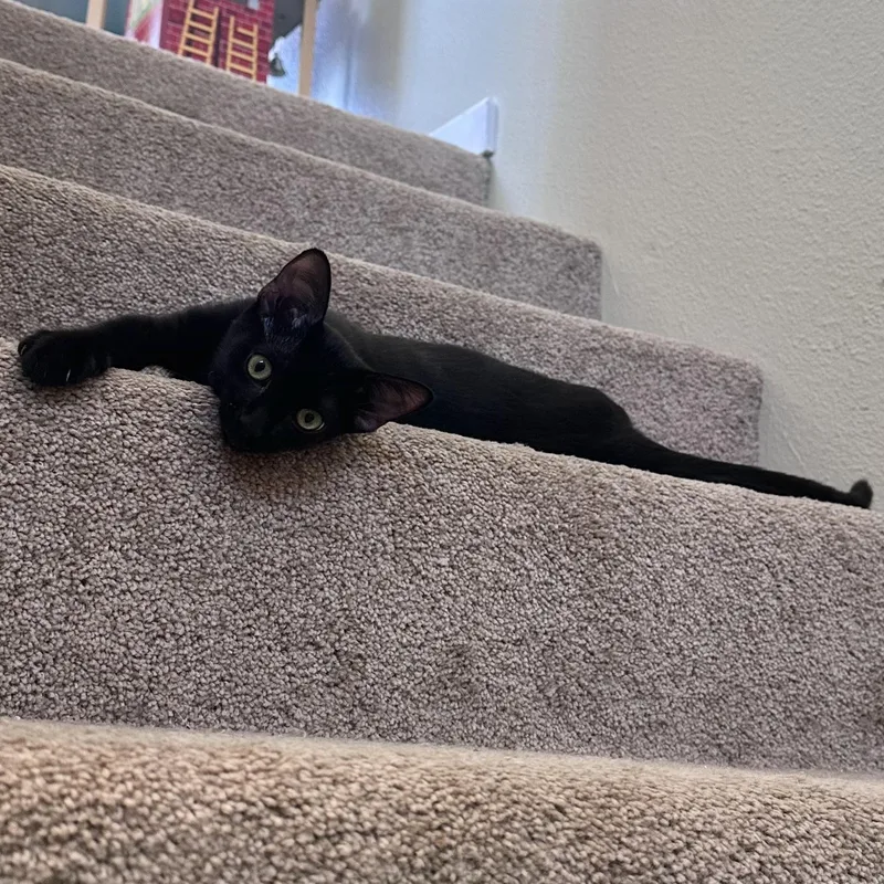 Midnight thumbnail 5