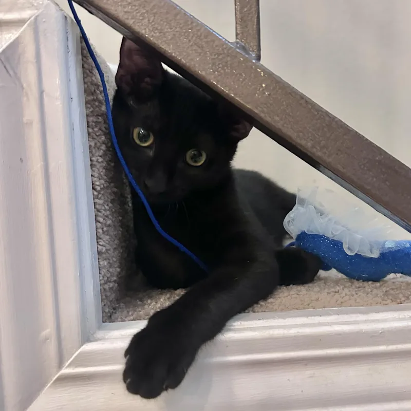 Midnight thumbnail 6