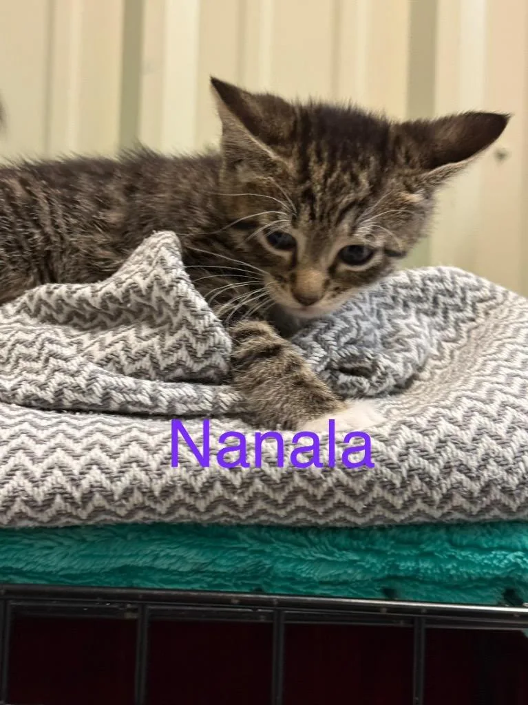 A baby small-sized female Domestic Short Hair cat named Nanala for adoption in Saint Francisville, LA