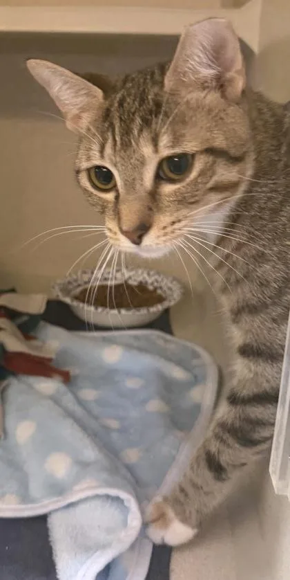 A young medium-sized female Tabby (Brown / Chocolate) Domestic Short Hair cat named Benchie for adoption in Salem, NH
