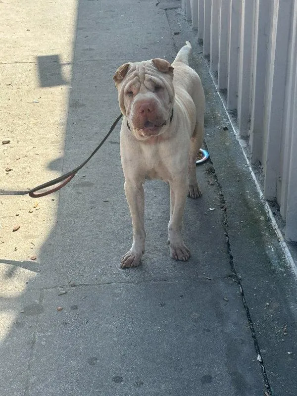 An adult medium-sized male Shar-Pei dog named Buddha for adoption in Lake Forest, CA
