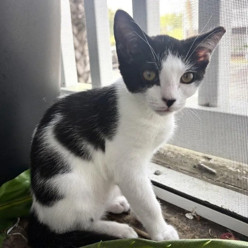 A baby small-sized female Black & White / Tuxedo Domestic Short Hair cat named Lark for adoption in Panama City Beach, FL